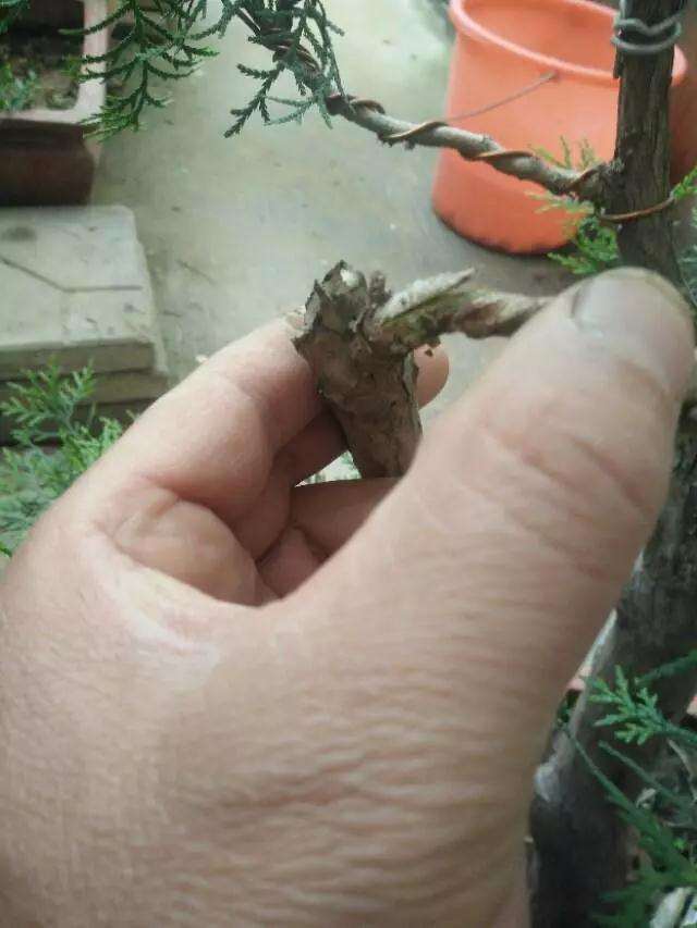 图解 真柏盆景怎样嫁接制作老桩的方法