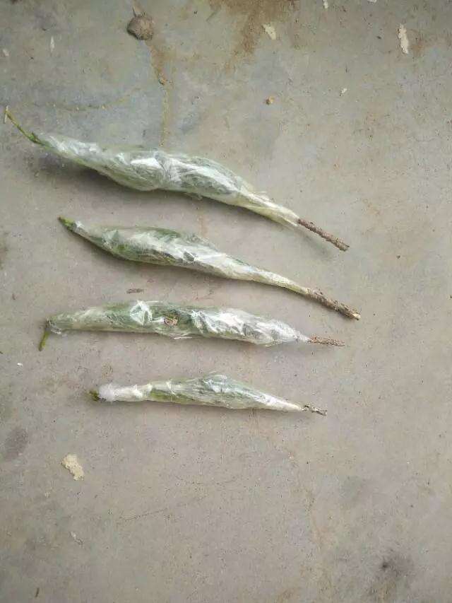 图解 真柏盆景怎样嫁接制作老桩的方法