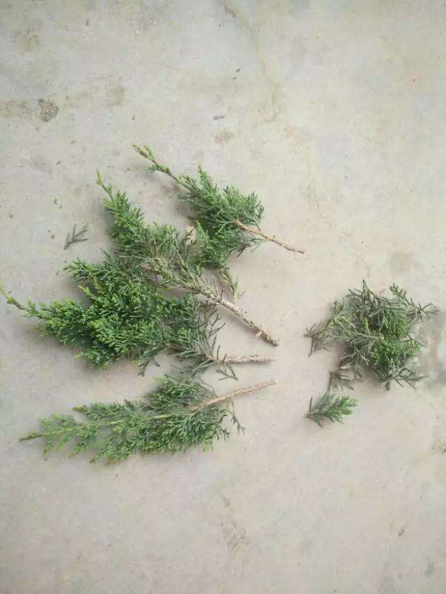 图解 真柏盆景怎样嫁接制作老桩的方法