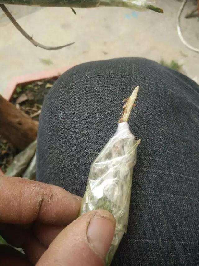 图解 真柏盆景怎样嫁接制作老桩的方法