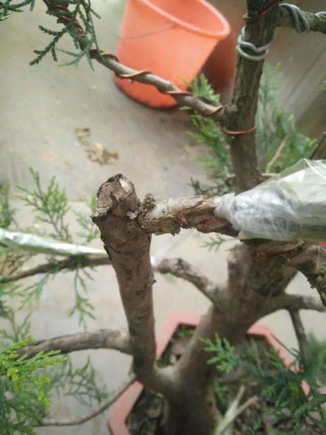 图解 真柏盆景怎样嫁接制作老桩的方法