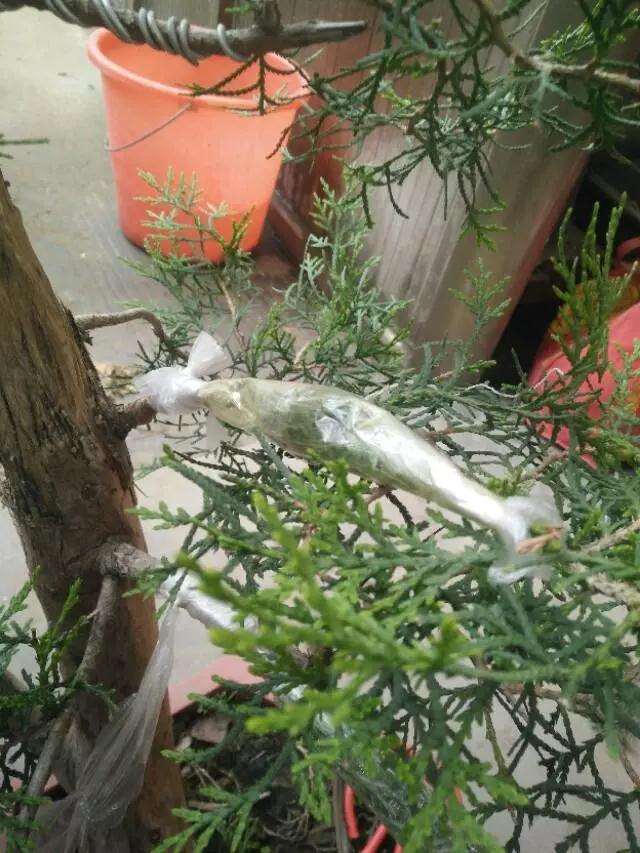 图解 真柏盆景怎样嫁接制作老桩的方法