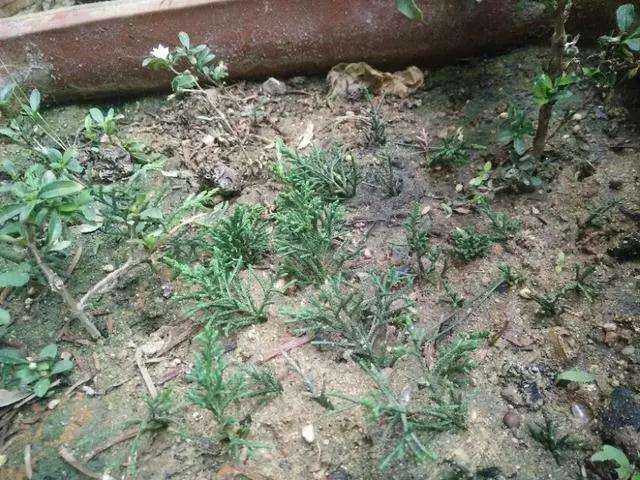 图解 真柏盆景怎样嫁接制作老桩的方法