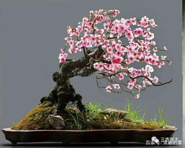 梅花盆景怎样摘心的方法