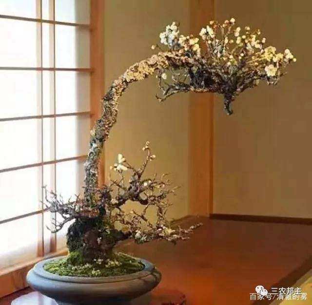 梅花盆景怎么造型的3个方法