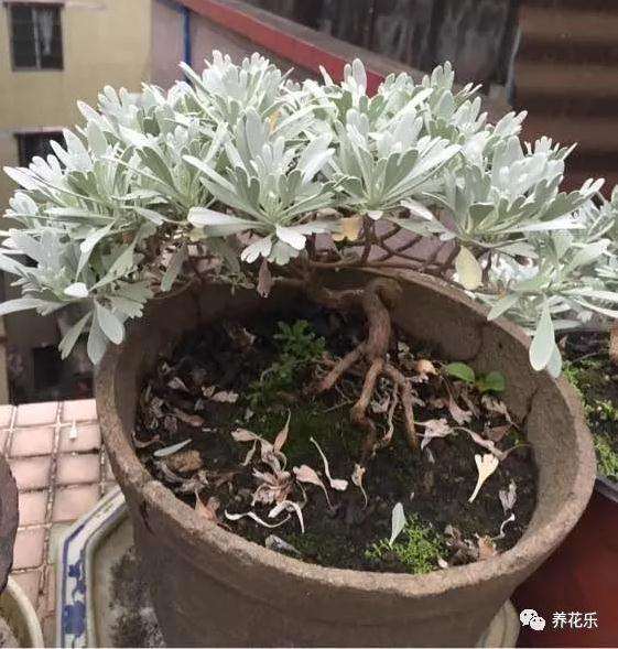 雪艾盆景的叶子怎样养护的方法