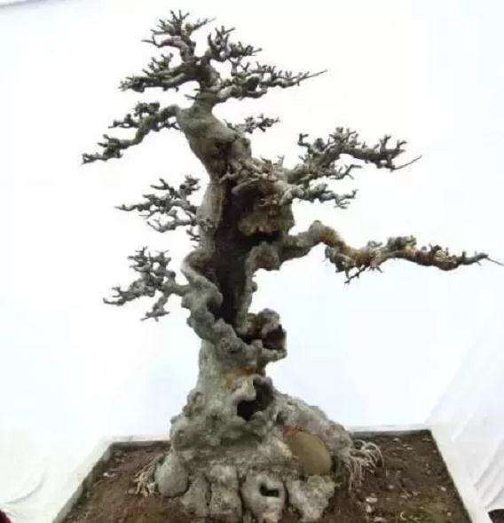 盆景养护如何修出漂亮的马眼