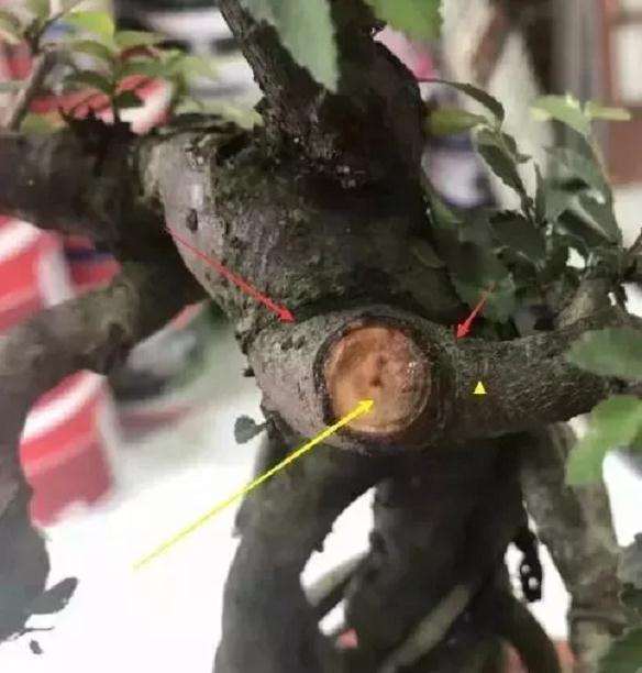 盆景养护如何修出漂亮的马眼