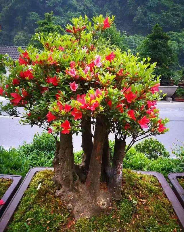 树木盆景在夏季怎么修剪的方法