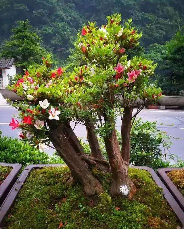 树木盆景在夏季怎样病虫害防治