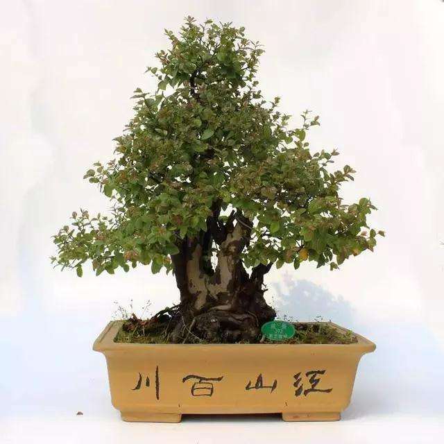 树木盆景在夏季怎样浇水的方法