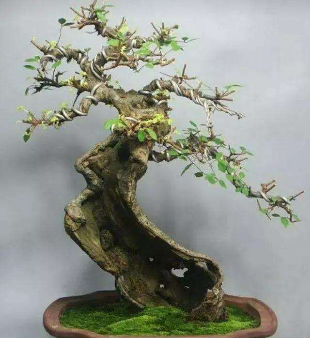 榆树老桩盆景怎样修剪的4个方法