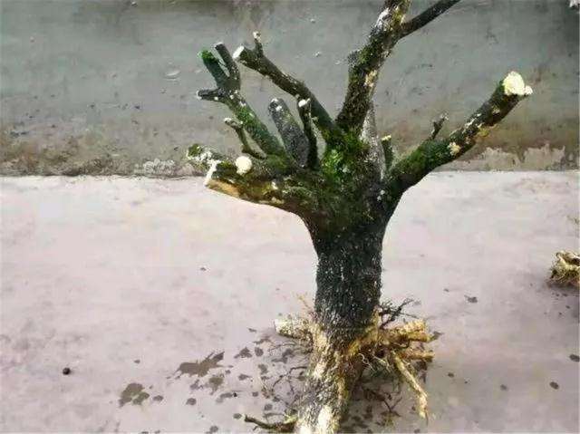 刚入手的盆景老桩怎样养坯的方法