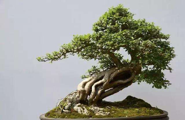 盆景浇水怎样做到见干见湿的方法