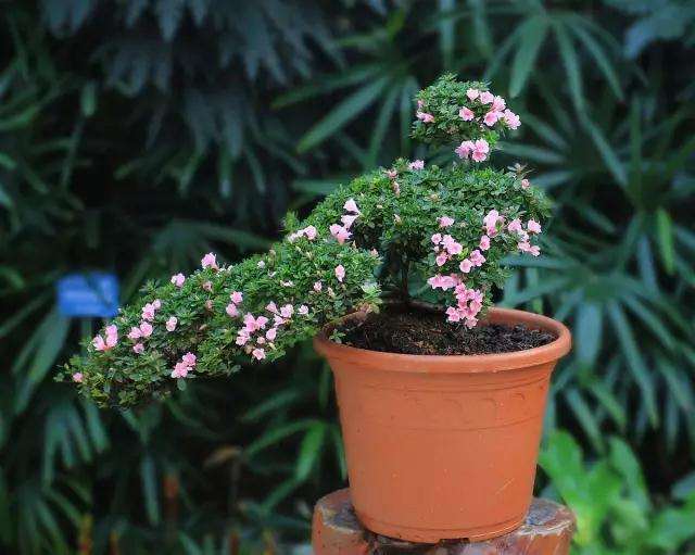 为什么老枝扦插只能制作小炮盆景