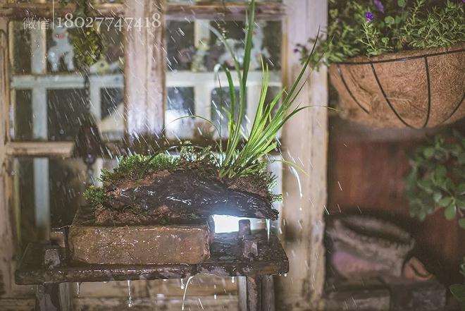 怎样制作青苔盆景的过程
