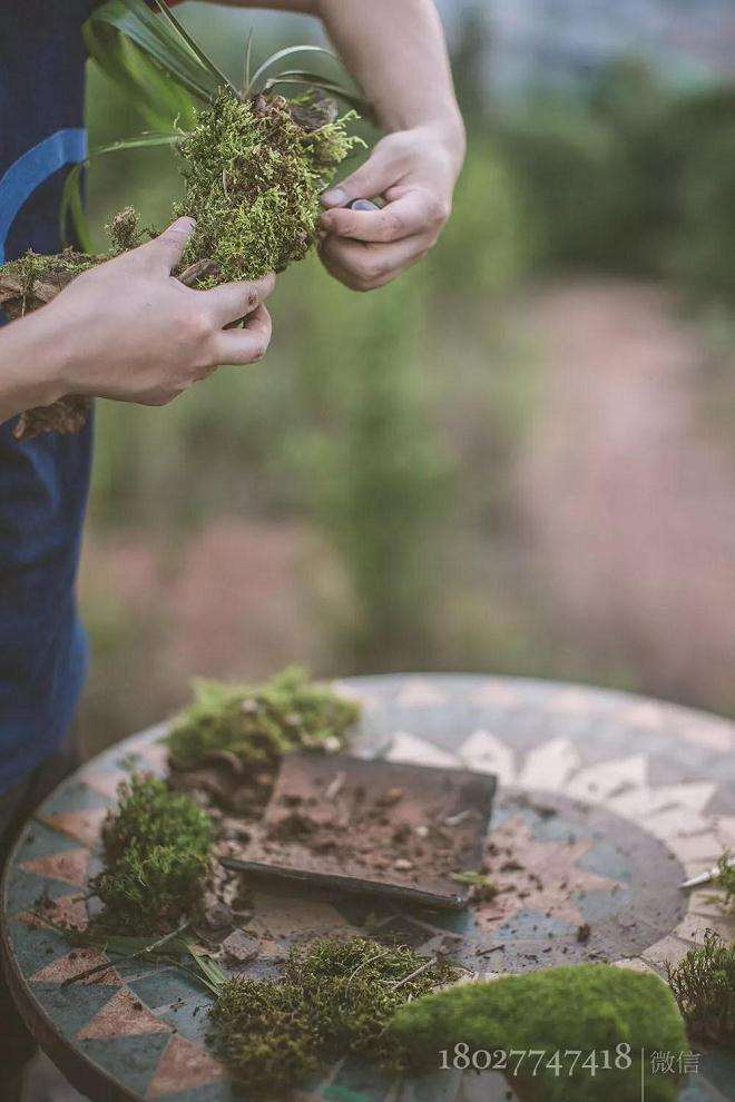 怎样制作青苔盆景的过程