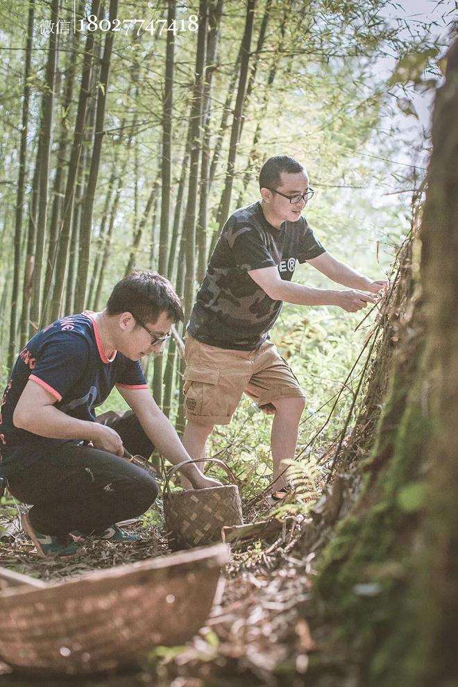 怎样制作青苔盆景的过程