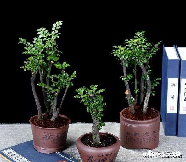 家中阳台上种植小叶紫檀盆景的方法