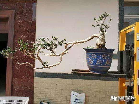 黄杨盆景怎么地栽造型的方法