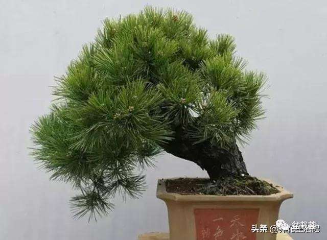 黑松盆景怎样服盆浇水的方法