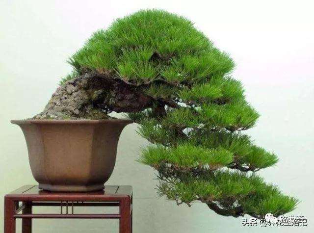 黑松盆景采挖后怎样移栽的方法