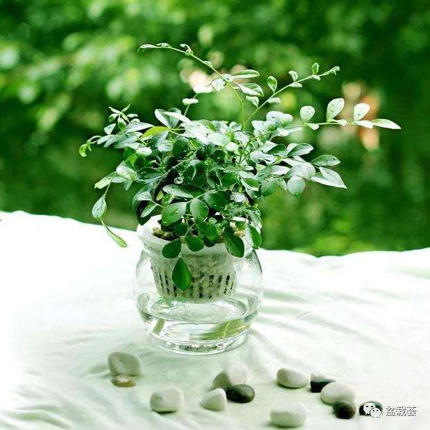 九里香盆景怎样种植的方法