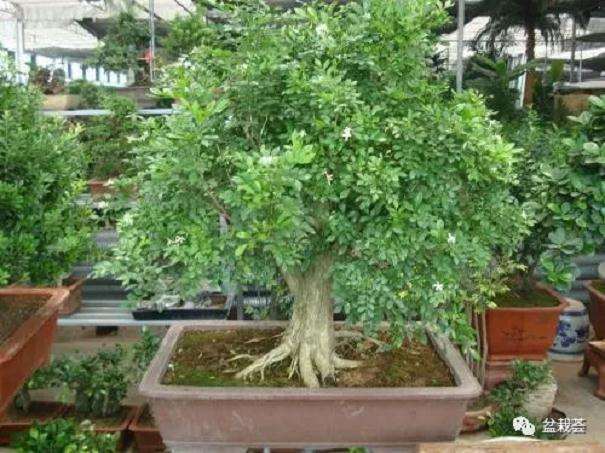 九里香盆景怎样种植的方法