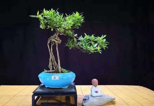 现在年轻人喜欢什么样的盆景