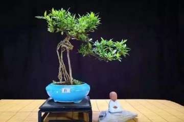现在年轻人喜欢什么样的盆景 图片