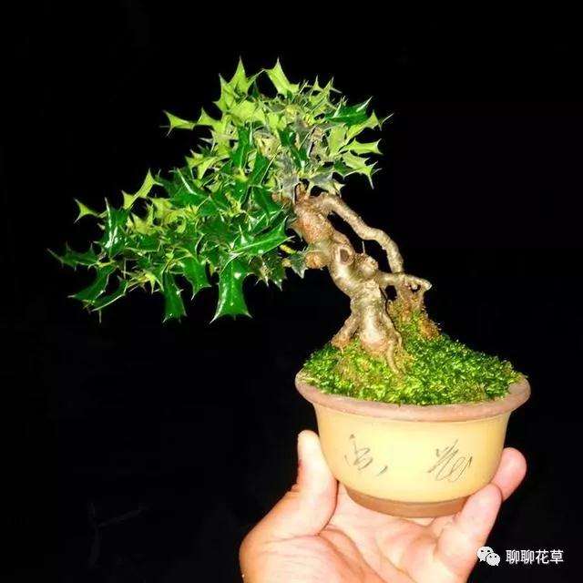 枸骨盆景采用播种法和扦插法2种方法