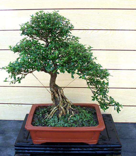 六月雪盆景插条繁殖最容易生根 图片