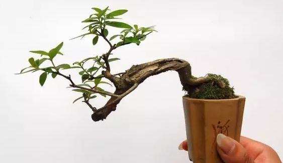 微型盆景怎样翻盆再栽植的方法