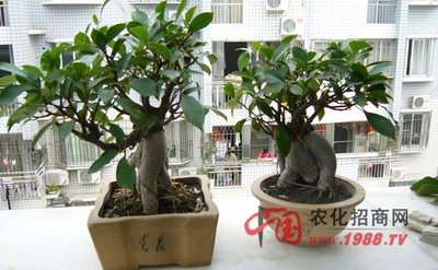 榕树盆景怎么生根制作与养护的方法