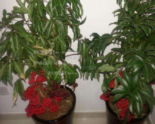 平地木盆景怎样上盆制作的方法