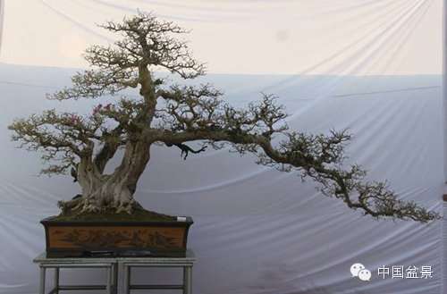 岭南树桩盆景制作中的7个宜忌