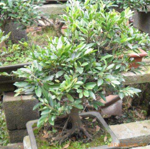 含笑花盆景在春季3月上盆最好