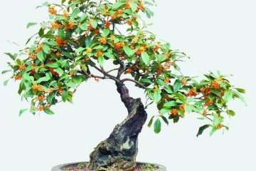 桂花盆景怎样上盆造型的方法 图片