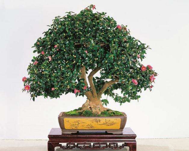 山茶花盆景怎样上盆栽种的方法