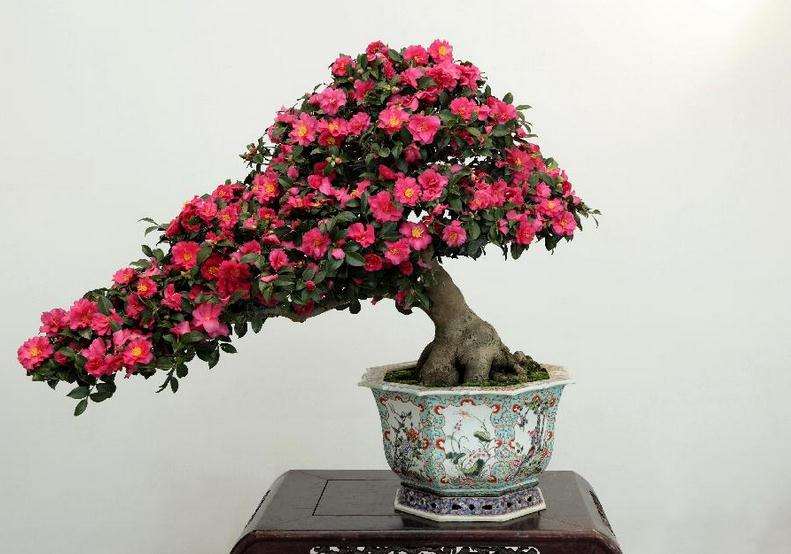 山茶花盆景怎样嫁接繁殖的方法