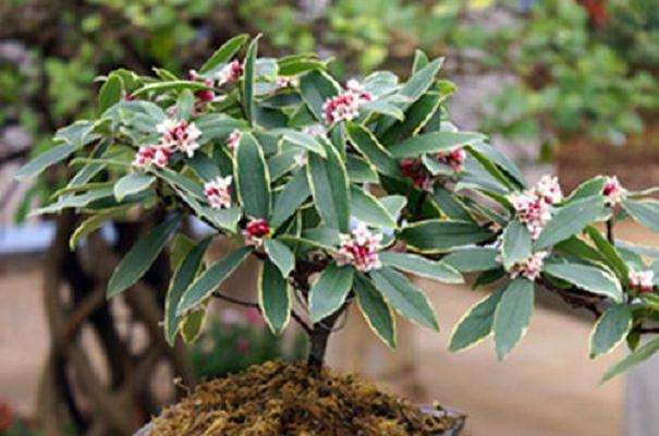 瑞香盆景上盆栽种的方法