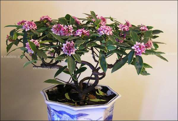 瑞香盆景怎样扦插繁殖的方法