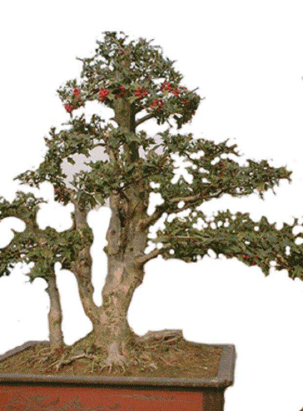 盆景树胚怎样生根栽值的方法