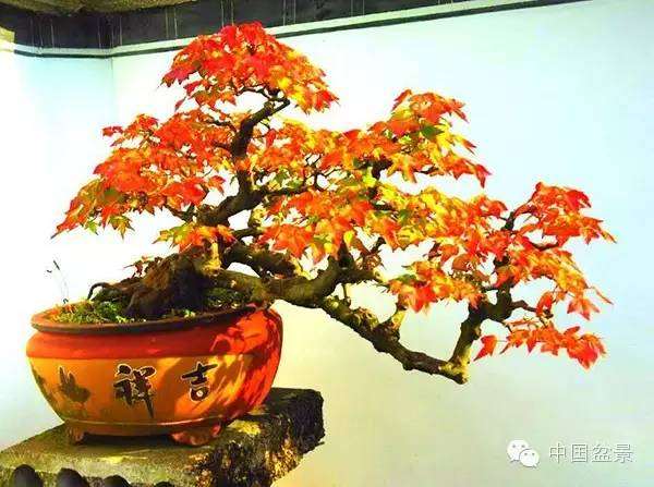 三角花盆景怎样上盆造型的方法