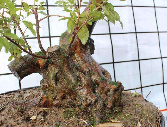 映山红盆景怎样蟠扎缩枝的方法