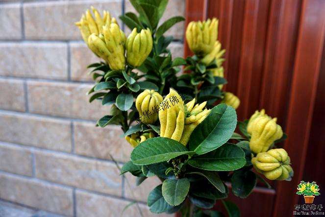 金佛手盆景怎样高位压条的方法