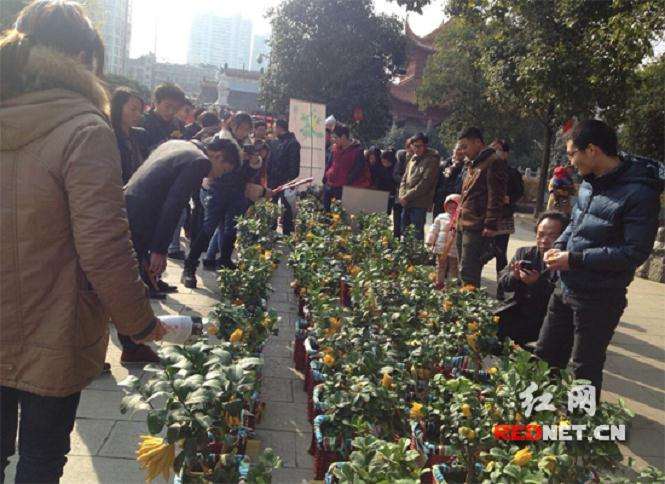 佛手盆景怎样嫁接养护的方法