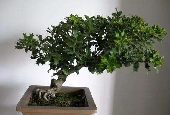 盆景怎样定势的3个方法 图片