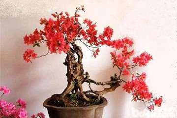 杜鹃盆景怎样施肥养护的方法 图片