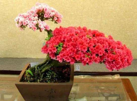 杜鹃盆景怎样修剪蟠扎的方法